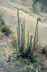 Corryocactus erectus
