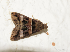 Melipotis
