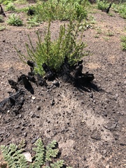 Adenostoma fasciculatum