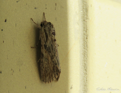 Spodoptera albula