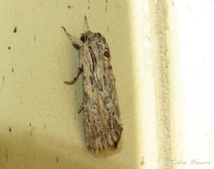 Spodoptera albula