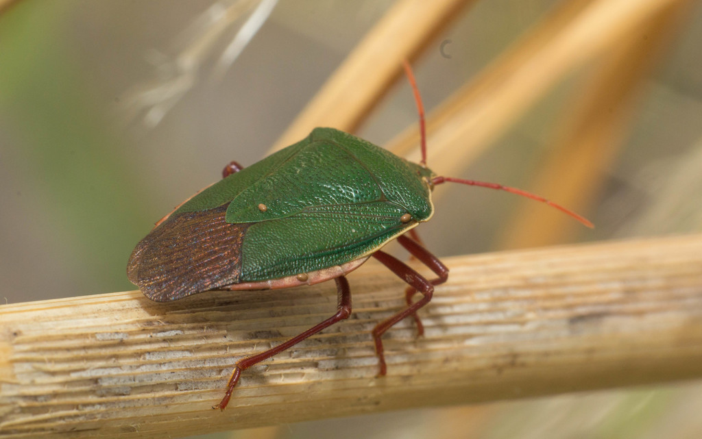 Red-bordered Stink Bug