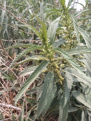 Urtica mexicana