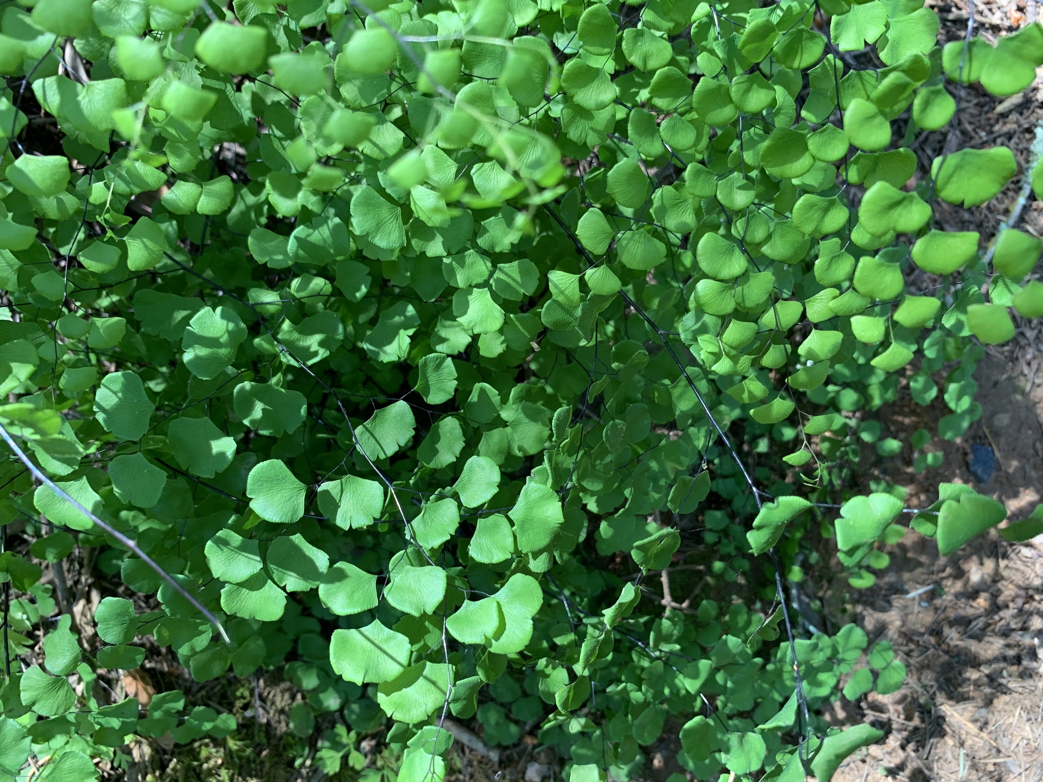 Adiantum jordanii image