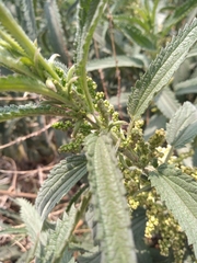 Urtica mexicana