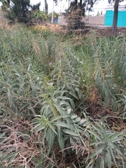 Urtica mexicana