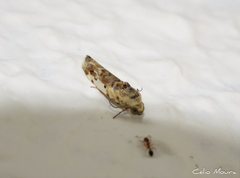 Acontiinae