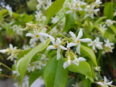 Trachelospermum jasminoides: Herkunft und Verwendung — Foto 3