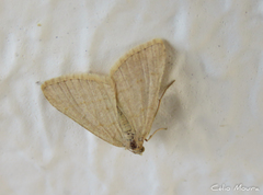 Lepidoptera