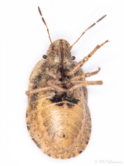 Sciocoris macrocephalus