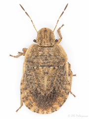 Sciocoris macrocephalus