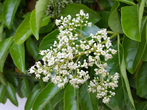 Ligustrum lucidum