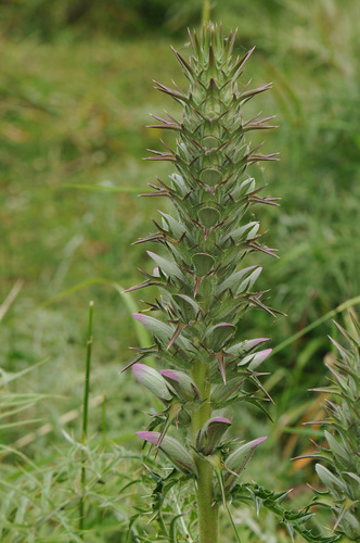 Acanthus spinosus