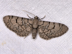 Eupithecia schiefereri