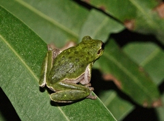Hyla sarda