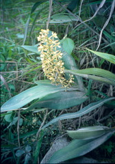 Prosthechea