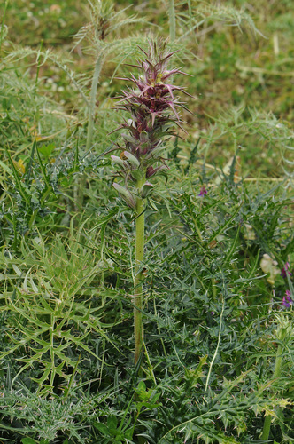 Acanthus spinosus
