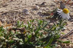 Aphanostephus ramosissimus