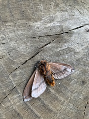 Ormiscodes amphimone