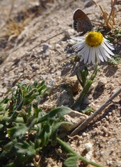 Aphanostephus ramosissimus