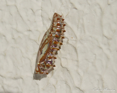 Euptoieta hegesia