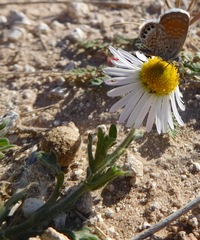 Aphanostephus ramosissimus