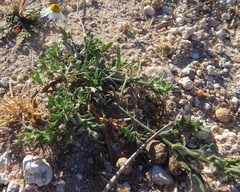 Aphanostephus ramosissimus