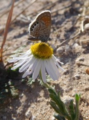 Aphanostephus ramosissimus