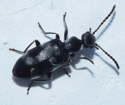 Representative image of Microhoria brisouti