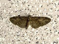 Eupithecia vulgata