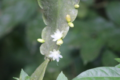 Rhipsalis pachyptera