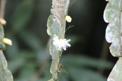 Rhipsalis pachyptera