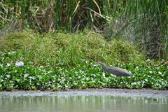 Tigrisoma mexicanum