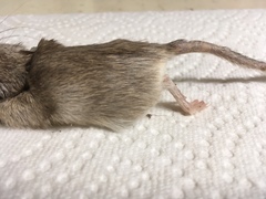 Chaetodipus penicillatus