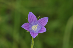 Campanula ramosissima