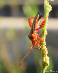 Crinocerus sanctus