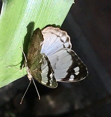 Eunica eburnea
