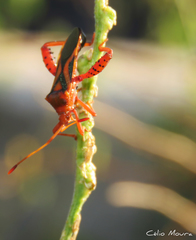 Crinocerus sanctus