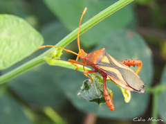 Crinocerus sanctus