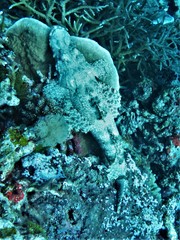 Cymbacephalus beauforti