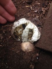 Ileodictyon cibarium