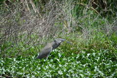 Tigrisoma mexicanum