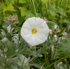 Convolvulus cneorum