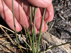 Juncus pylaei