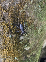 Aegorhinus suturalis