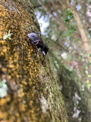 Aegorhinus suturalis