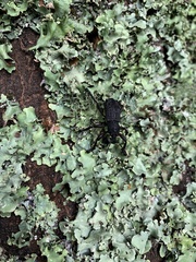 Aegorhinus suturalis