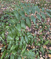 Polygonatum × hybridum