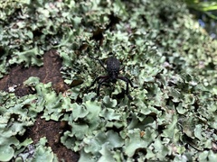 Aegorhinus suturalis