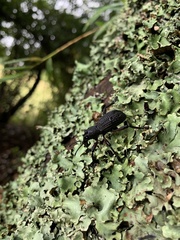 Aegorhinus suturalis